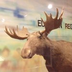 The Moose (North America) or Eurasian Elk (Europe) is currently found in Canada, Alaska, Scandinavia and Russia. Also included: Norway, Sweden, Finland, Poland, and the Baltic States, with more modest numbers in the southern Czech Republic, Belarus and northern Ukraine. Attempts to introduce moose into the Hokitika area (1900) and Fiordland (1910) largely failed. The last sighting of a moose in NZ was in 1952.