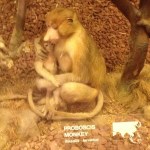 The Proboscis Monkey or Long-Nosed Monkey, is an arboreal Old World monkey. Mainly lives in South-East Asia on the island of Borneo. a.k.a. bekantan in Malay.