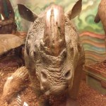 There are many different types of rhinoceros. White Rhinos live in South Africa and zoos (endangered). Black Rhinos live in South-Central, South-Western, South Africa, and East Africa. Indian Rhinos live in India (go figure!) and Nepal, but they used to also roam in Pakistan, Burma and parts of China. Javan Rhinos are one of the most endangered animals, and only 40 are left, in Java. Sumatran Rhinos are the smallest and hairiest, and they live in Borneo and Sumatra, and only 200 are left in Malaysia and Indonesia.