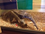 The Giant Anteater eats only insects and lives in Central and South America.