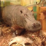 The Hippo (pictured with calf) lives in sub-Saharan Africa.