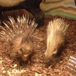 Can you guess where the Indian Porcupine lives?