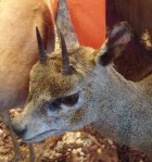 The Klipspringer roams most of the lower half of Africa and around the coastlines.