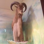 The male Audad, a type of Barbary Sheep found in the rocky mountains of North Africa, a.k.a. Aoudad.