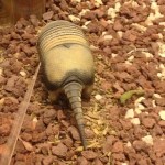 The Mulita Armadillo, a.k.a. Yepes's Mulita, whose range is restricted solely to Argentina and Bolivia.