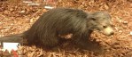 The Binturong, found in South and South-East Asia.
