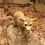 The Cacomistle lives in the tropical forests of Central America, from Mexico to Panama.