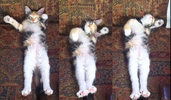 Image source: Rumble Viral