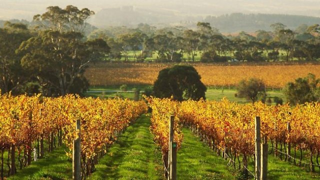 Australian autumn in Penny Hill Vineyard, McLaren Vale.  Image source: Getty Images via The Australian